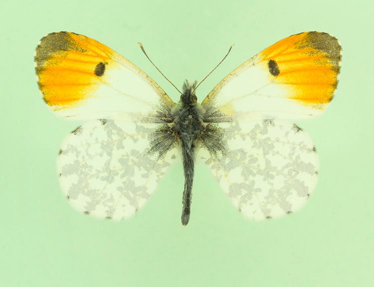 Anthocaris cardemines male (aberrant radiata) [Internet image property of respective owner, non commercial use only]